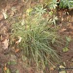 Muhlenbergia capillaris 'Pink Muhly Grass' - 