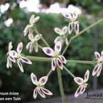 Pelargonium triste - 