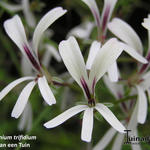 Pelargonium trifidum - 