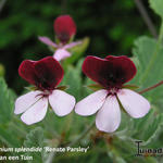Pelargonium x 'Renate Parsley' - 