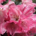 Rhododendron Yakushimanum 'Marlis' - 