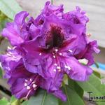 Rhododendron 'Purple Splendour' - 