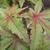 Acer palmatum 'Wilson's Pink Dwarf'