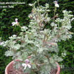 Pelargonium abrotanifolium - 