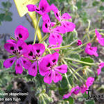 Pelargonium echinatum 'Miss Stapleton' - 