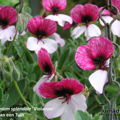 Pelargonium splendide 'Violarum' - 