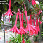 Fuchsia 'Mantilla' - 