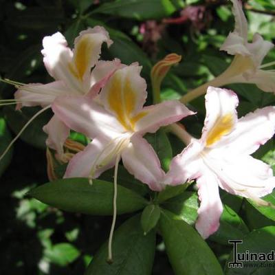 Rhododendron atlanticum - 