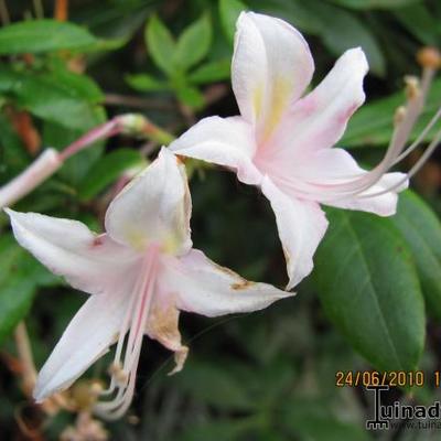 Rhododendron arborescens - 
