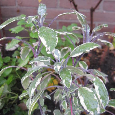 Salvia officinalis 'Tricolor' - Salvia officinalis 'Tricolor' - Salvia officinalis 'Tricolor'