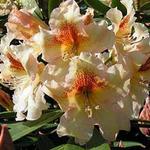 Rhododendron 'Bernstein' - 