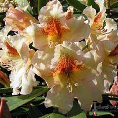 Rhododendron 'Bernstein' - 