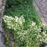 Ligustrum japonicum 'Texanum' - Ligustrum japonicum 'Texanum'