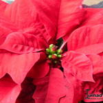 Euphorbia pulcherrima - Euphorbia pulcherrima - Weihnachtsstern