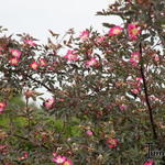 Rosa glauca - Rotblatt-Rose - Rosa glauca
