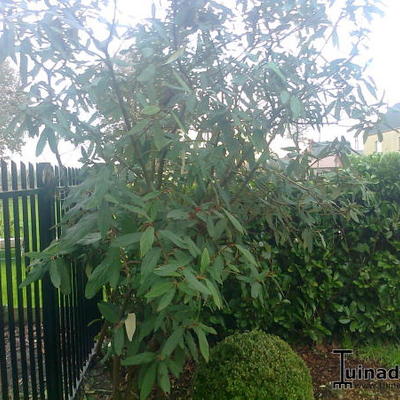 Viburnum rhytidophyllum - Runzelblättriger Schneeball - Viburnum rhytidophyllum