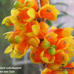 Dendrobium subclausum - 