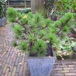 Pinus nigra pygmaea - 