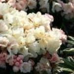 Rhododendron yakushimanum 'Dusty Miller' - 