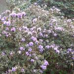 Rhododendron 'Blue Tit' - 