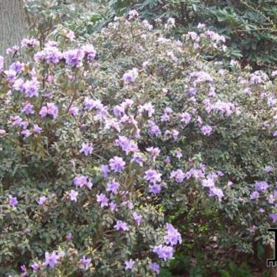 Rhododendron 'Blue Tit' - Rhododendron 'Blue Tit'