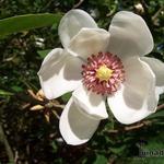 Magnolia sieboldii - Sommer-Magnolie
