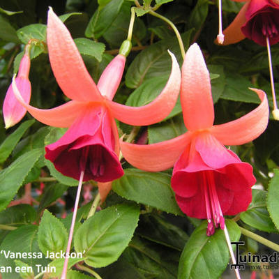Fuchsia 'Vanessa Jackson' - 