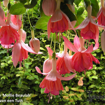 Fuchsia 'Mollie Beaulah' - 