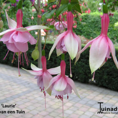 Fuchsia 'Laurie' - 