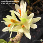 Dendrobium bracteosum - 