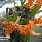 Dendrobium unicum - 