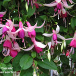 Fuchsia 'Cascade' - 