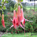 Fuchsia 'Mrs. W. Rundle' - 