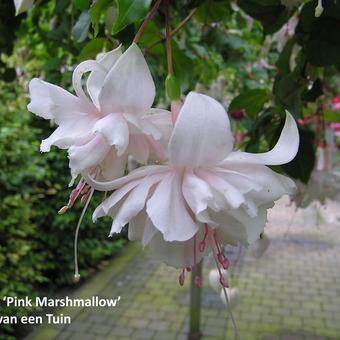 Fuchsia 'Pink Marshmallow'