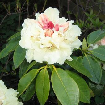 Rhododendron 'Goldfort'