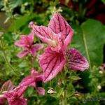 Salvia viridis - 