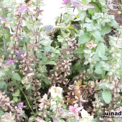 Salvia viridis - 