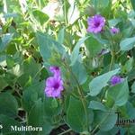 Mirabilis multiflora - 