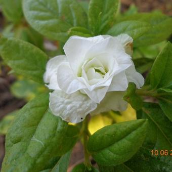 Rhododendron 'White Rosebud'