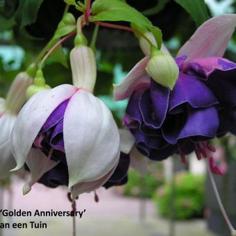 Fuchsia 'Golden Anniversary'