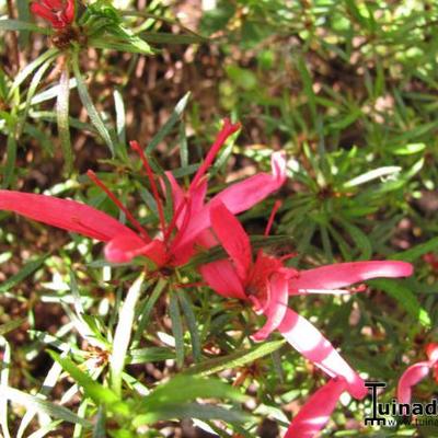 Rhododendron stenopetalum 'Linearifolium' - 