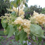 Syringa reticulata subsp. pekinensis 'Beijing Gold' - 