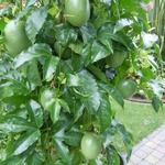 Passiflora edulis - Grenadille