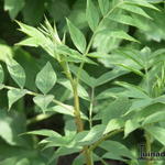 Glycyrrhiza yunnanensis - 