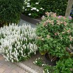 Salvia nemorosa 'Sensation White' - Salvia nemorosa 'Sensation White'