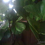 Ficus lyrata - Figuier lyre