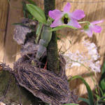Dendrobium trantuanii - 