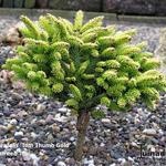 Picea orientalis 'Tom Thumb Gold' - 