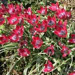 Tulipa 'Little Beauty' - 