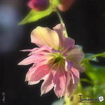 Helleborus x hybridus 'SPRING PROMISE Elly' - 